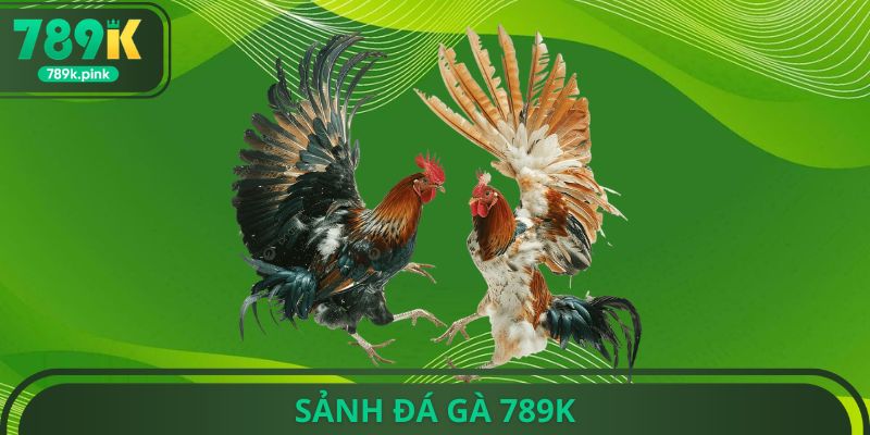Sảnh đá gà 789k